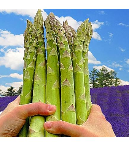 Amazon.co.jp: 冷凍 ホワイト アスパラ 1kg ( 26-35本 ) 業務用